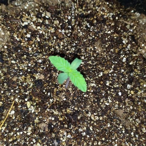 Somango #47 growlog timeline photo