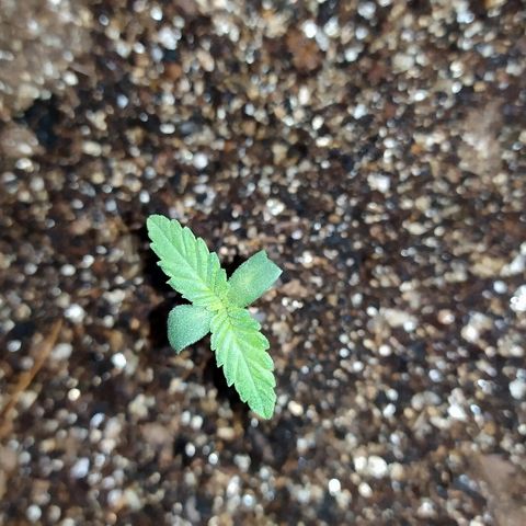 Somango #47 growlog timeline photo