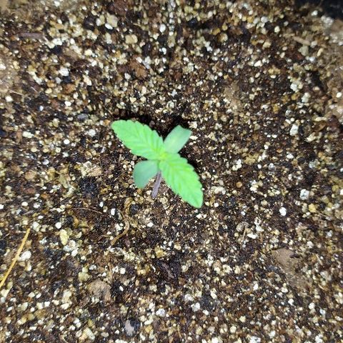 Somango #47 growlog timeline photo