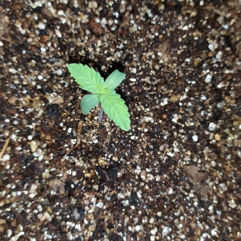 Somango #47 growlog timeline photo
