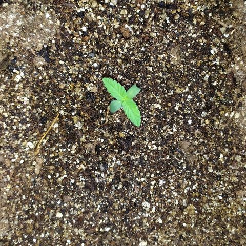 Somango #47 growlog timeline photo