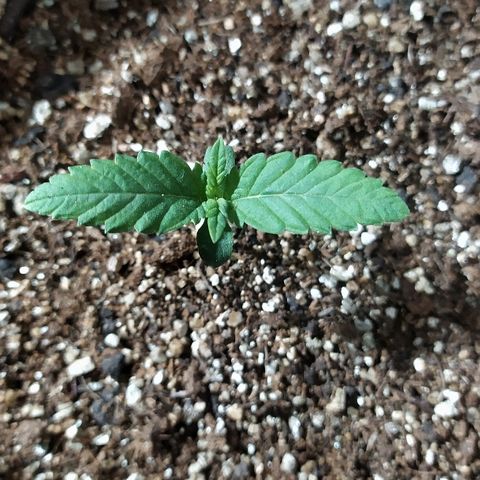 Somango #47 growlog timeline photo