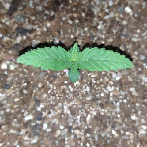 Somango #47 growlog timeline photo