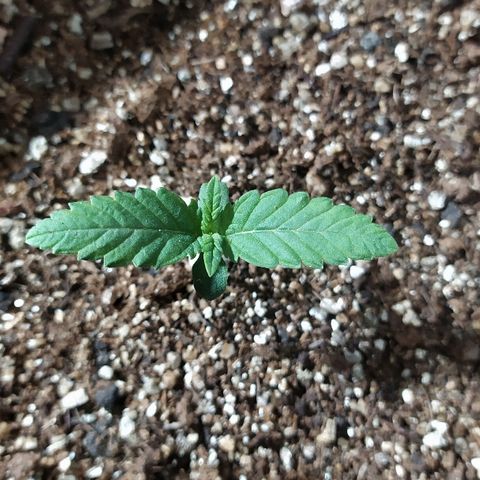 Somango #47 growlog timeline photo