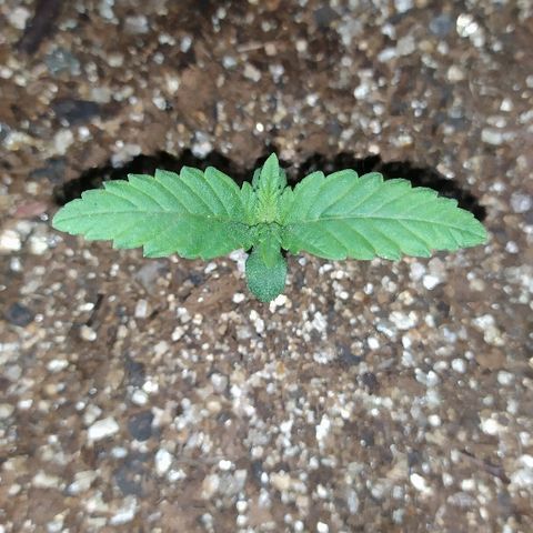 Somango #47 growlog timeline photo