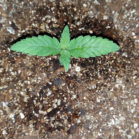 Somango #47 growlog timeline photo