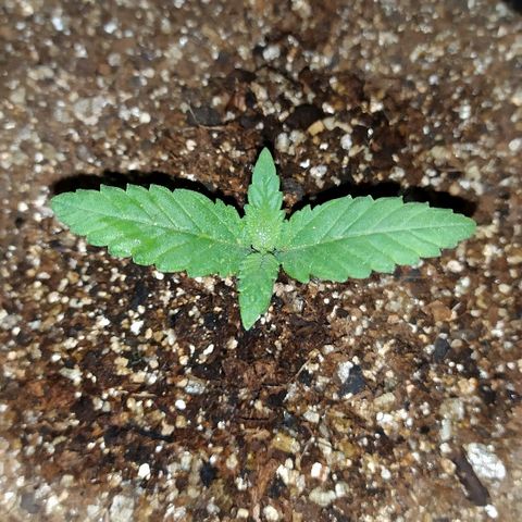Somango #47 growlog timeline photo