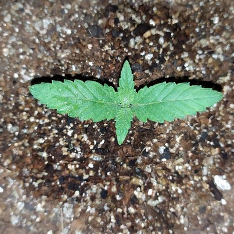 Somango #47 growlog timeline photo