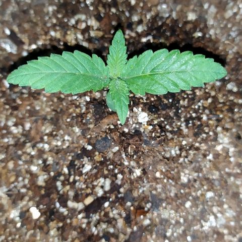 Somango #47 growlog timeline photo