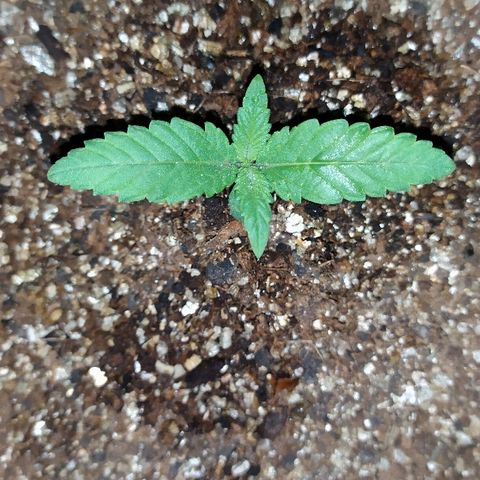 Somango #47 growlog timeline photo
