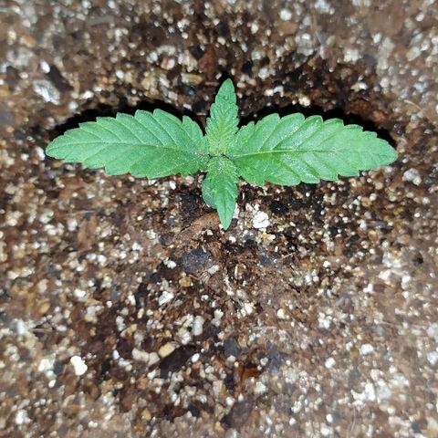 Somango #47 growlog timeline photo