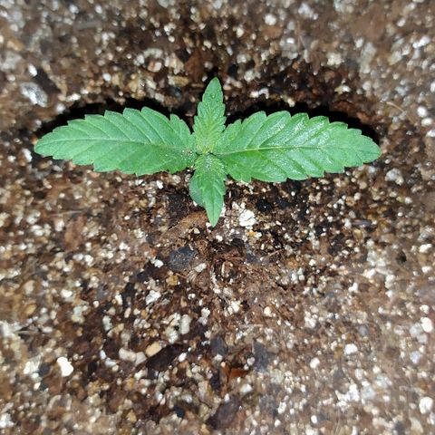 Somango #47 growlog timeline photo