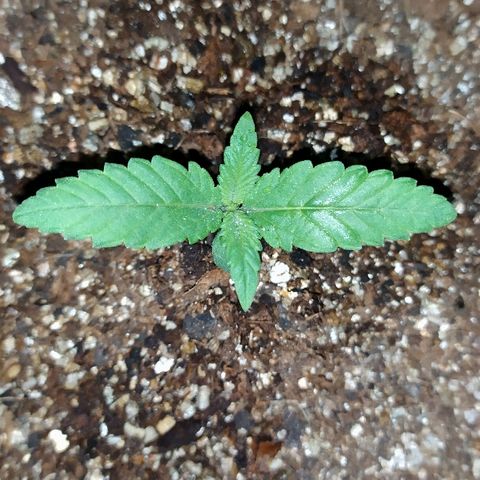 Somango #47 growlog timeline photo