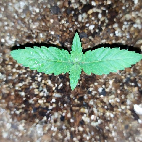 Somango #47 growlog timeline photo
