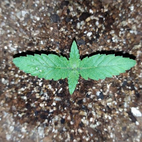 Somango #47 growlog timeline photo