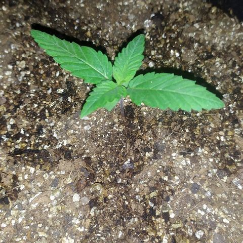 Somango #47 growlog timeline photo
