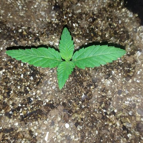 Somango #47 growlog timeline photo