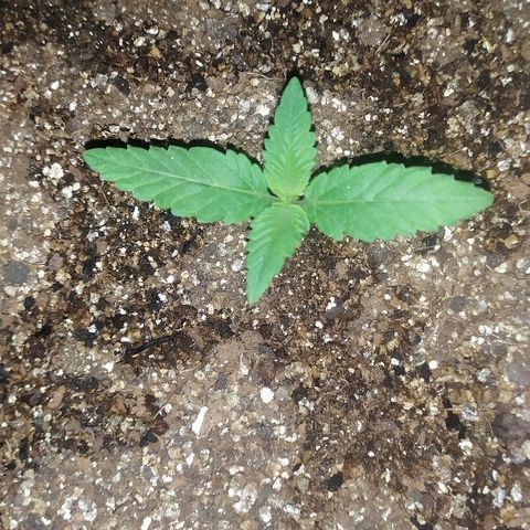 Somango #47 growlog timeline photo