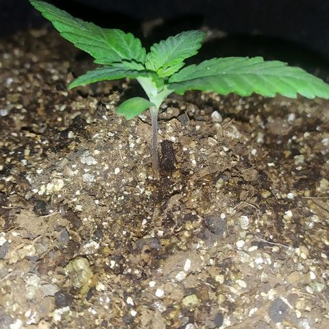 Somango #47 growlog timeline photo