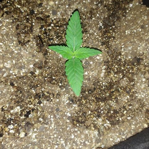 Somango #47 growlog timeline photo