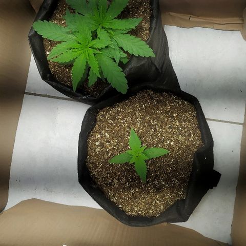 Somango #47 growlog timeline photo
