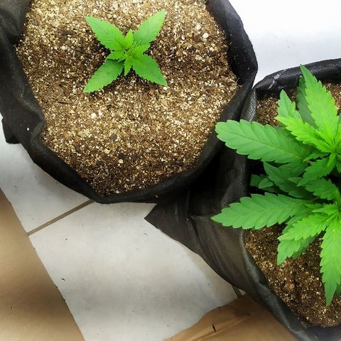 Somango #47 growlog timeline photo