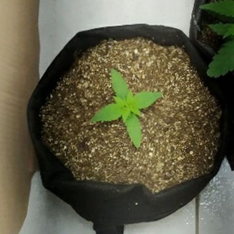 Somango #47 growlog timeline photo