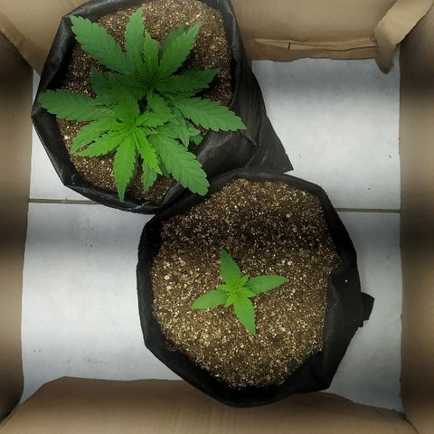 Somango #47 growlog timeline photo
