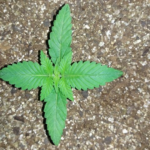 Somango #47 growlog timeline photo