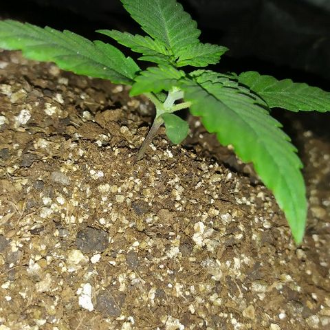 Somango #47 growlog timeline photo