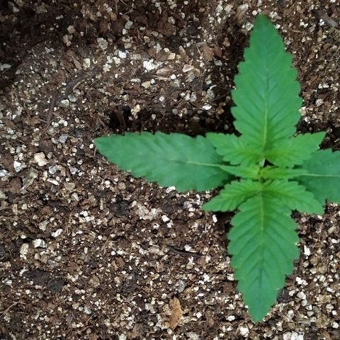 Somango #47 growlog timeline photo
