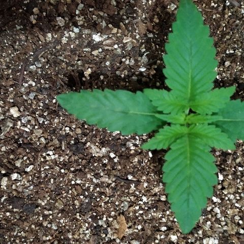 Somango #47 growlog timeline photo