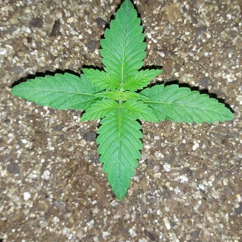 Somango #47 growlog timeline photo