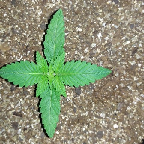 Somango #47 growlog timeline photo
