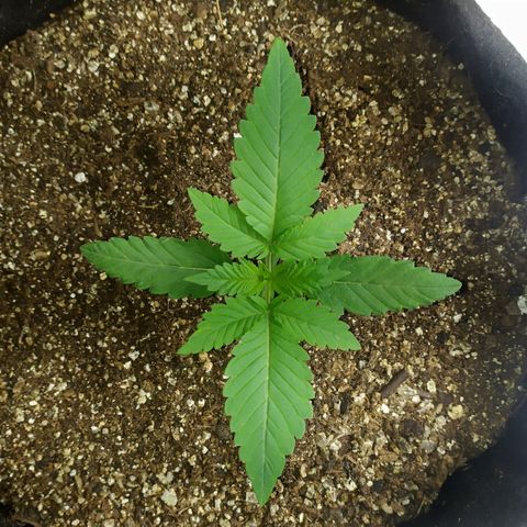 Somango #47 growlog timeline photo