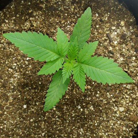 Somango #47 growlog timeline photo