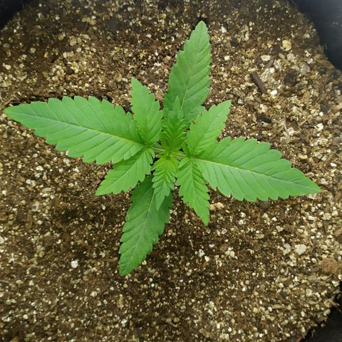 Somango #47 growlog timeline photo