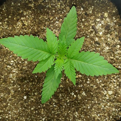 Somango #47 growlog timeline photo