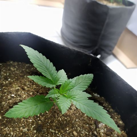 Somango #47 growlog timeline photo