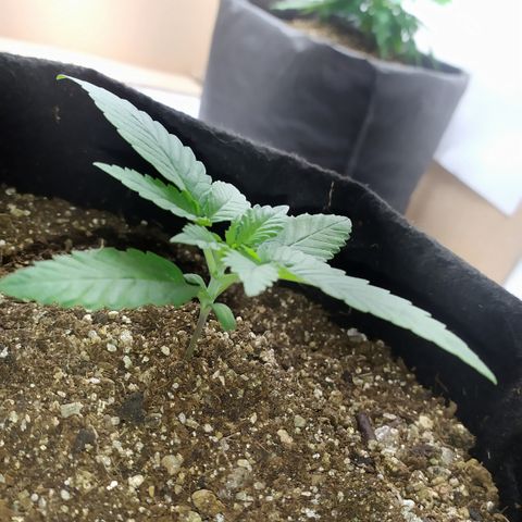 Somango #47 growlog timeline photo