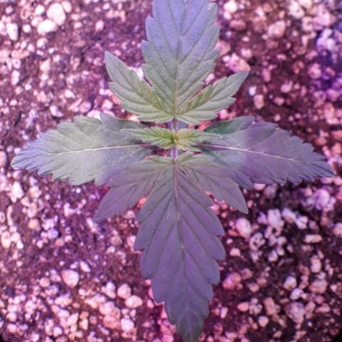 Somango #47 growlog timeline photo