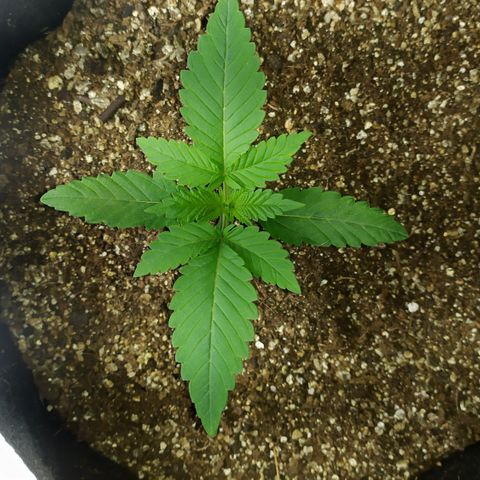 Somango #47 growlog timeline photo