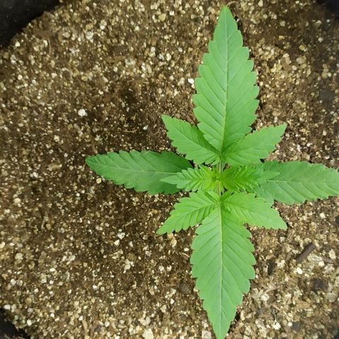 Somango #47 growlog timeline photo