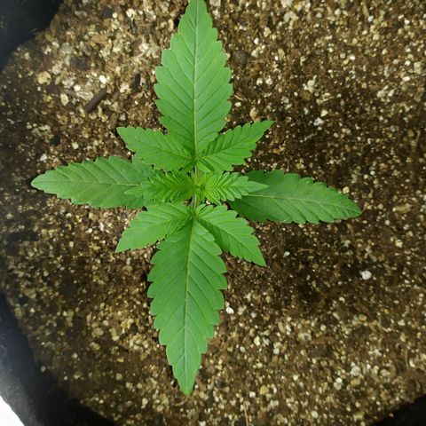 Somango #47 growlog timeline photo