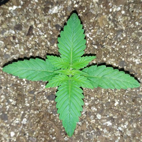 Somango #47 growlog timeline photo