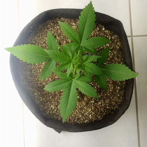 Somango #47 growlog timeline photo