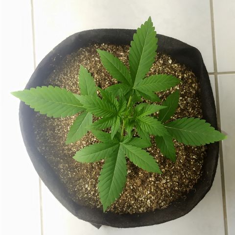 Somango #47 growlog timeline photo