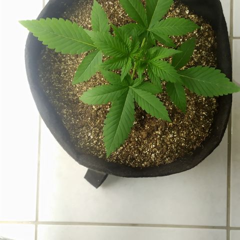 Somango #47 growlog timeline photo