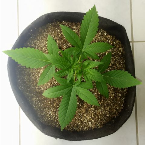 Somango #47 growlog timeline photo