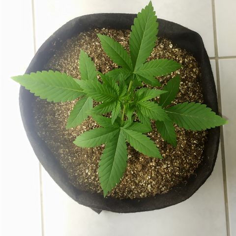 Somango #47 growlog timeline photo